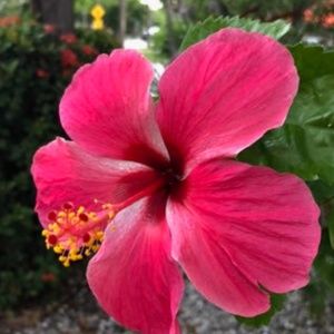 Meet your Posher, Shop4OZ